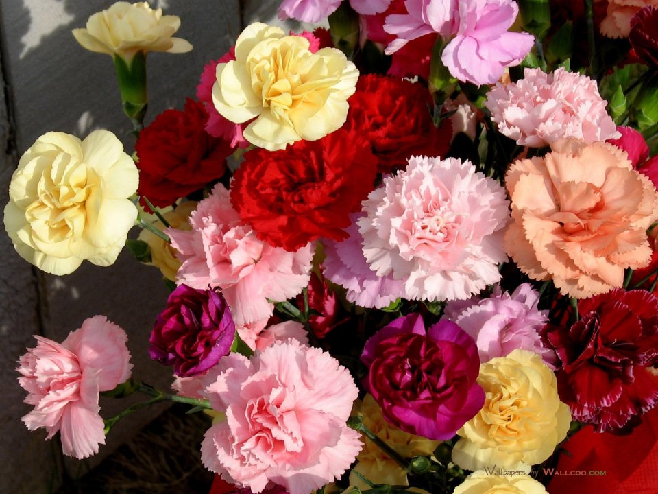 Carnation_flower_photo_54814mOjWSp_fs