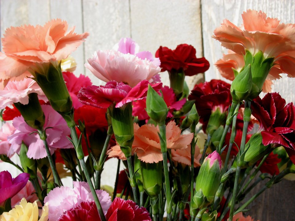 Carnation_flower_photo_54814WCmyOD_fs