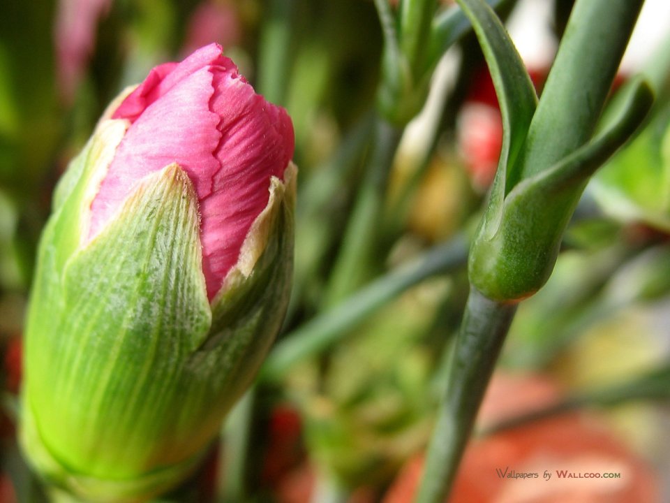 Carnation_flower_photo_54814ZXfuqq_fs