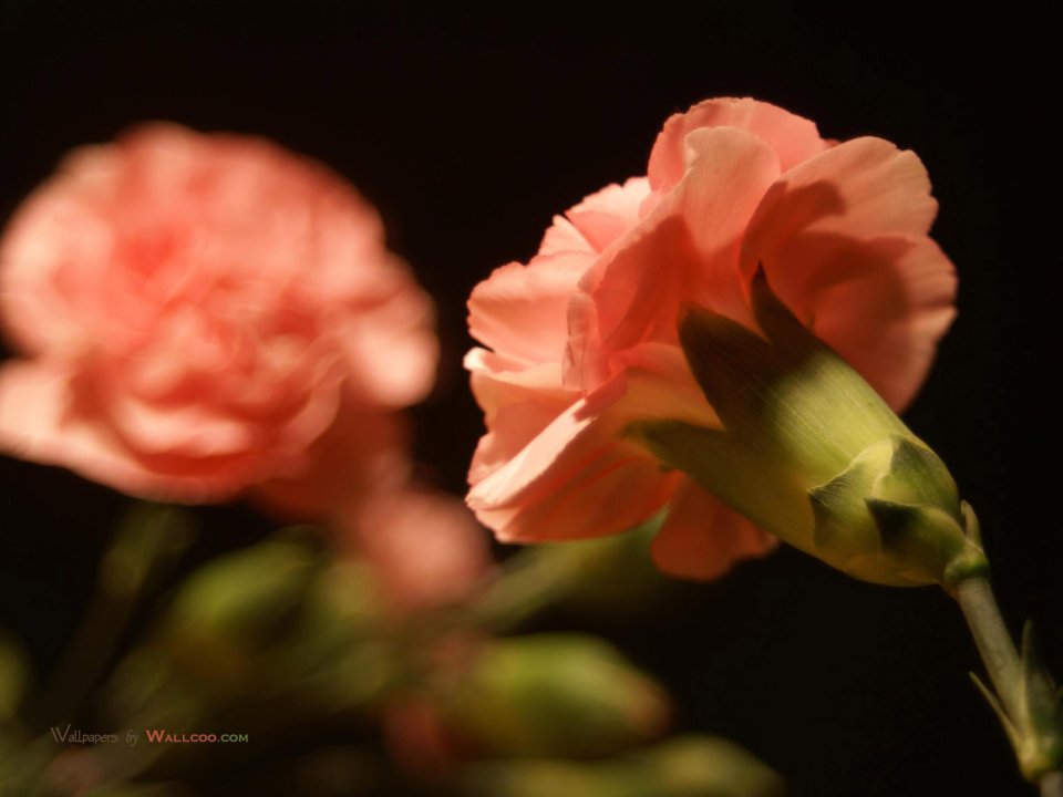 Carnation_flower_photo_56505iboJEo_fs