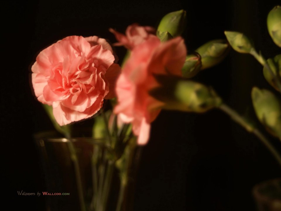 Carnation_flower_photo_56505jOIXXM_fs
