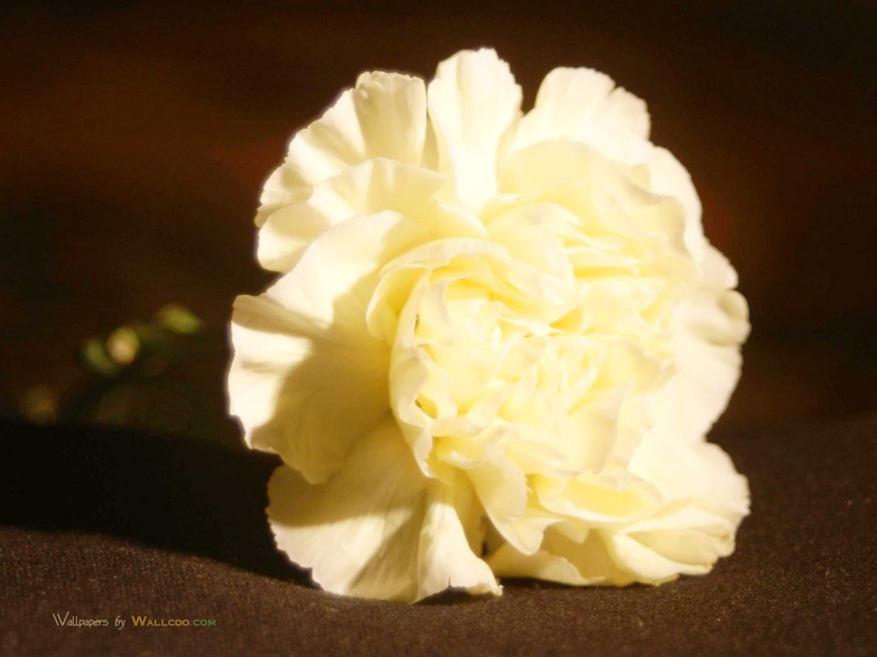 Carnation_flower_photo_56505rZhJYo_fs