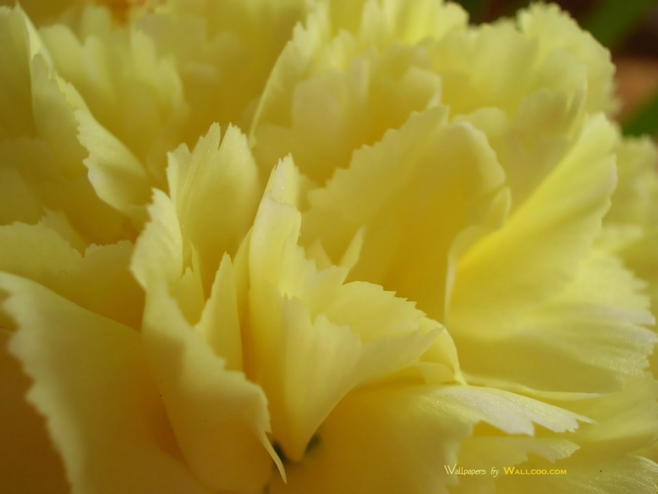 Carnation_flower_photo_62368YjKGcZ_fs