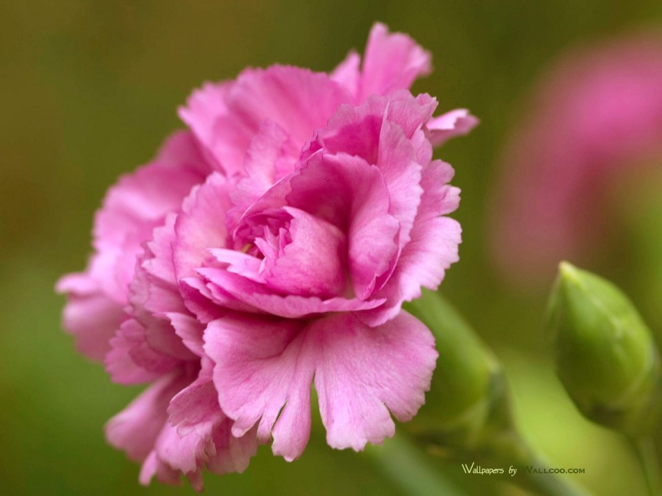 Carnation_flower_photo_90054KNiAAa_fs