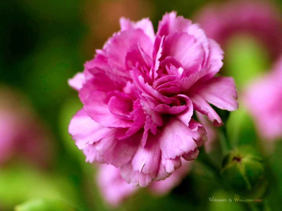 Carnation_flower_photo_90054rUwYMS_fs