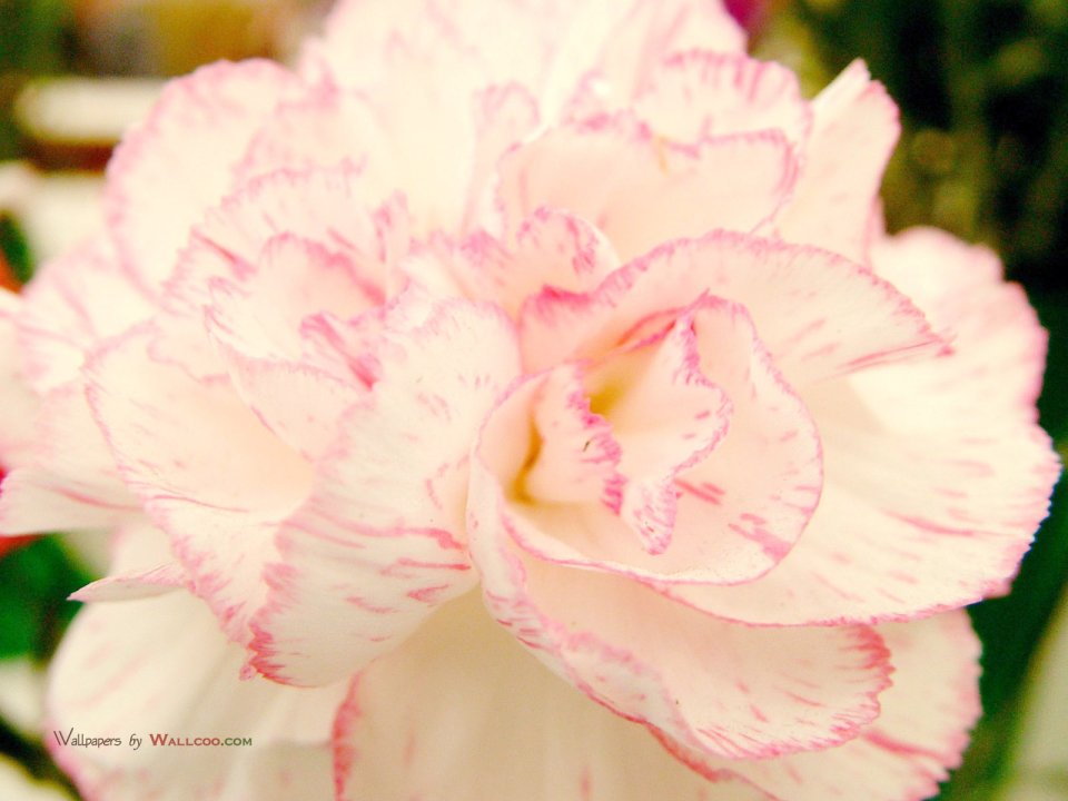 Carnation_flower_photo_96959CccNkz_fs