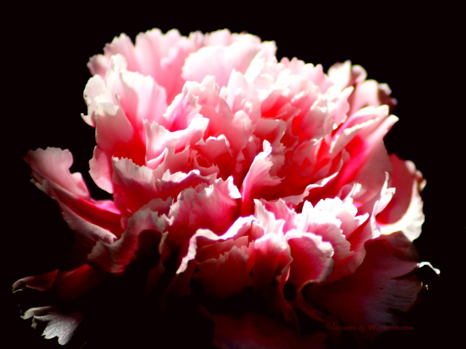Carnation_flower_photo_dada