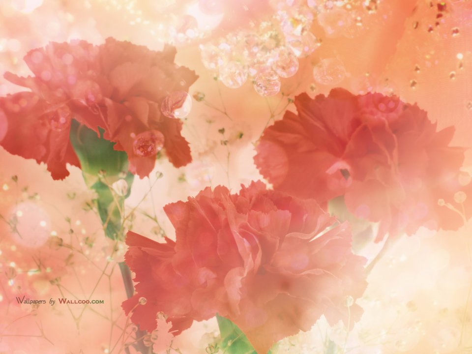 Carnation_flower_photo_HS082_350Axc
