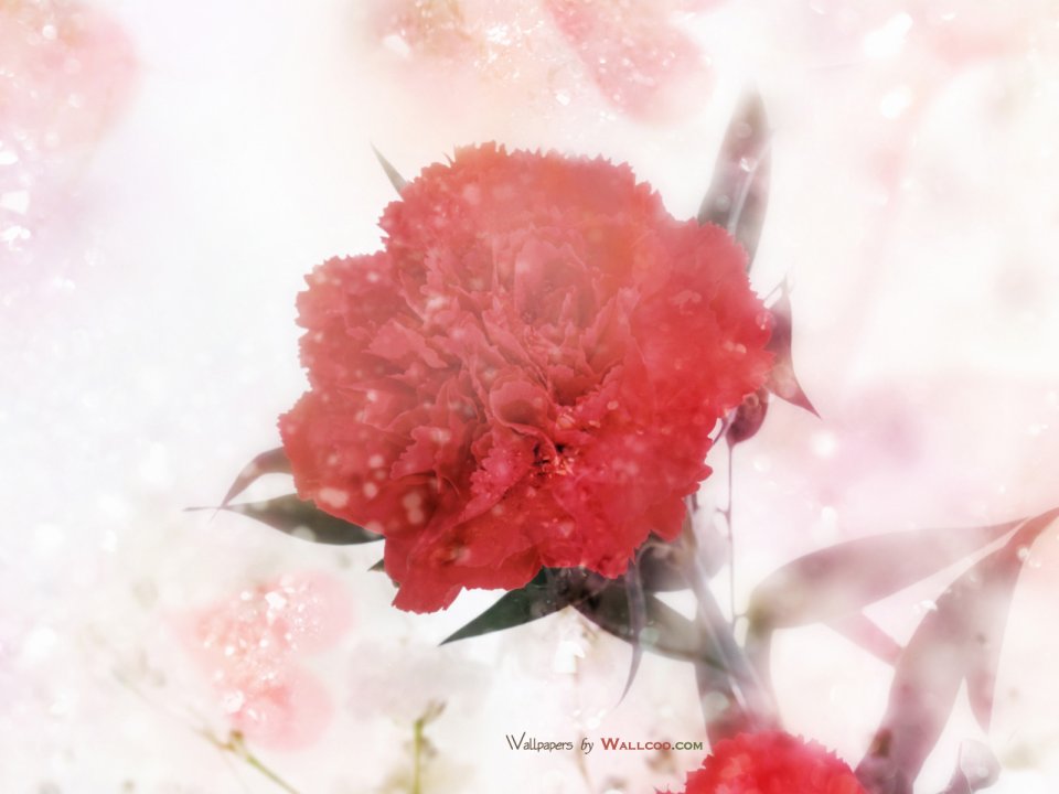 Carnation_flower_photo_HS083_350Accss