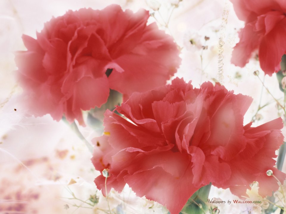 Carnation_flower_photo_HS084_350Accdd