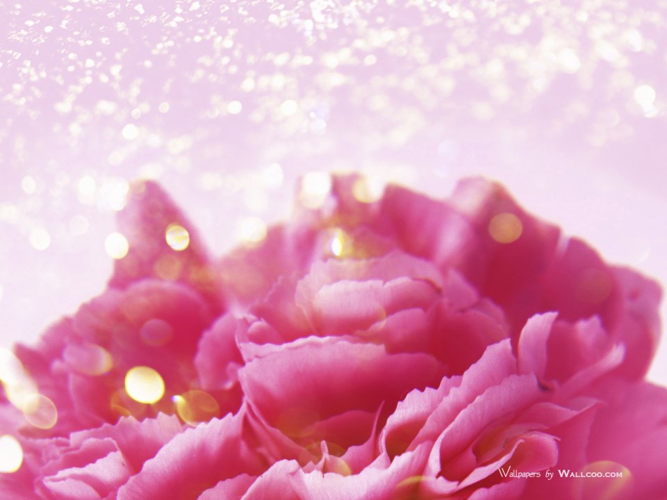 Carnation_flower_photo_HS085_350AA
