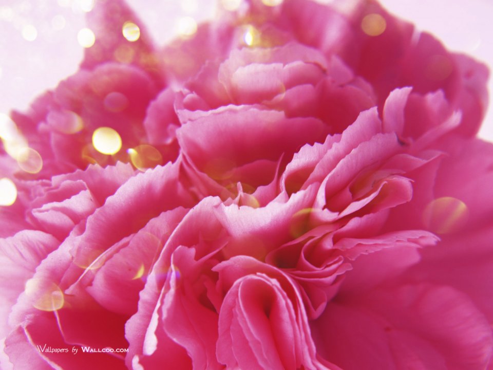 Carnation Flower Photo Hs085 350acc