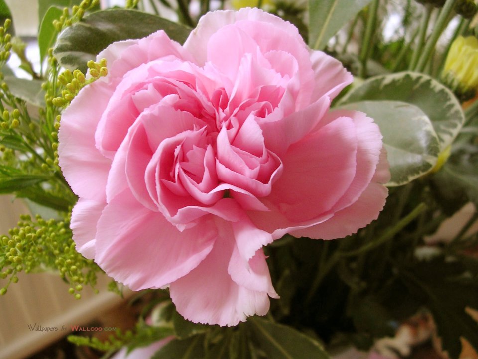 Carnation_flower_photo_r_fs