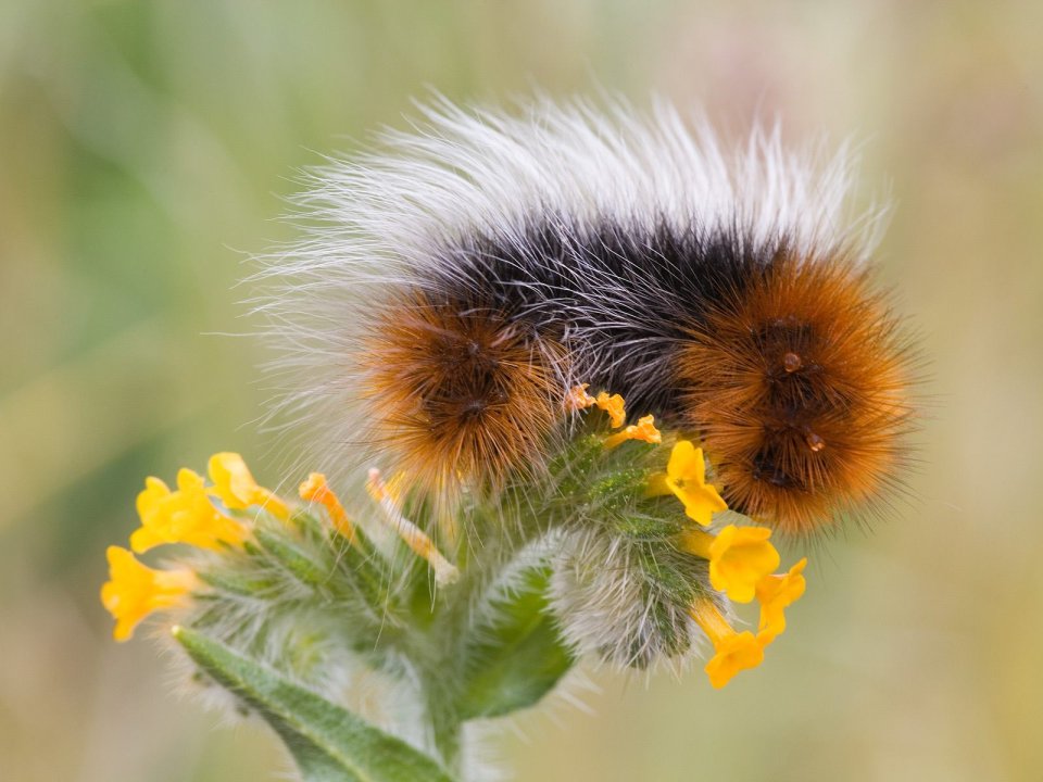Caterpillar_on_Flower_Oregon