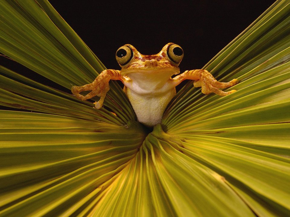 Chachi_Tree_Frog_Choco_Rainforest_Ecuador