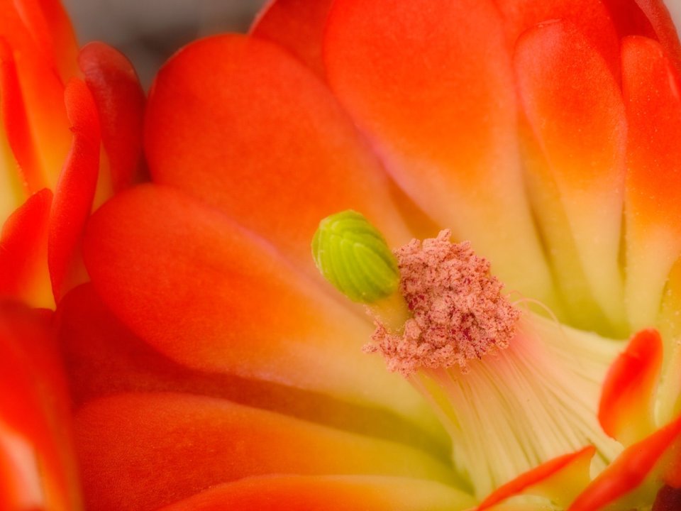 Claret_Cup_Cactus_Blossom