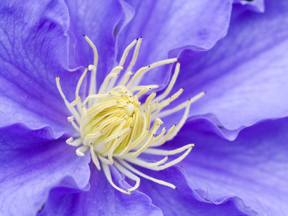Clematis
