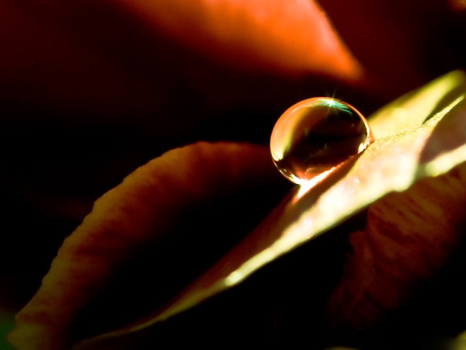 Close_up_waterdrop_on_flower_cb_39_lyvia