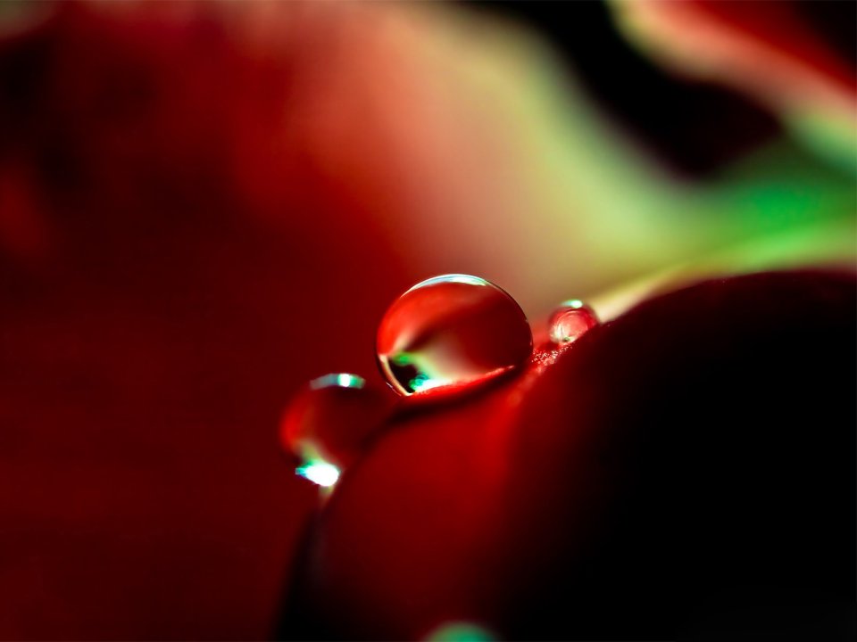 Waterdrop On Flower