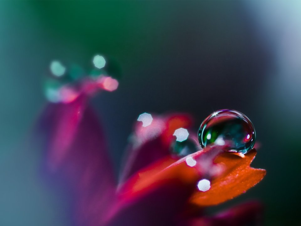 Close_up_waterdrop_on_flower_cb_wp10