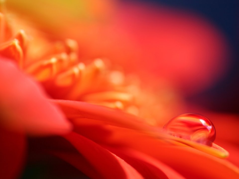 Close_up_waterdrop_on_flower_cb_wp3