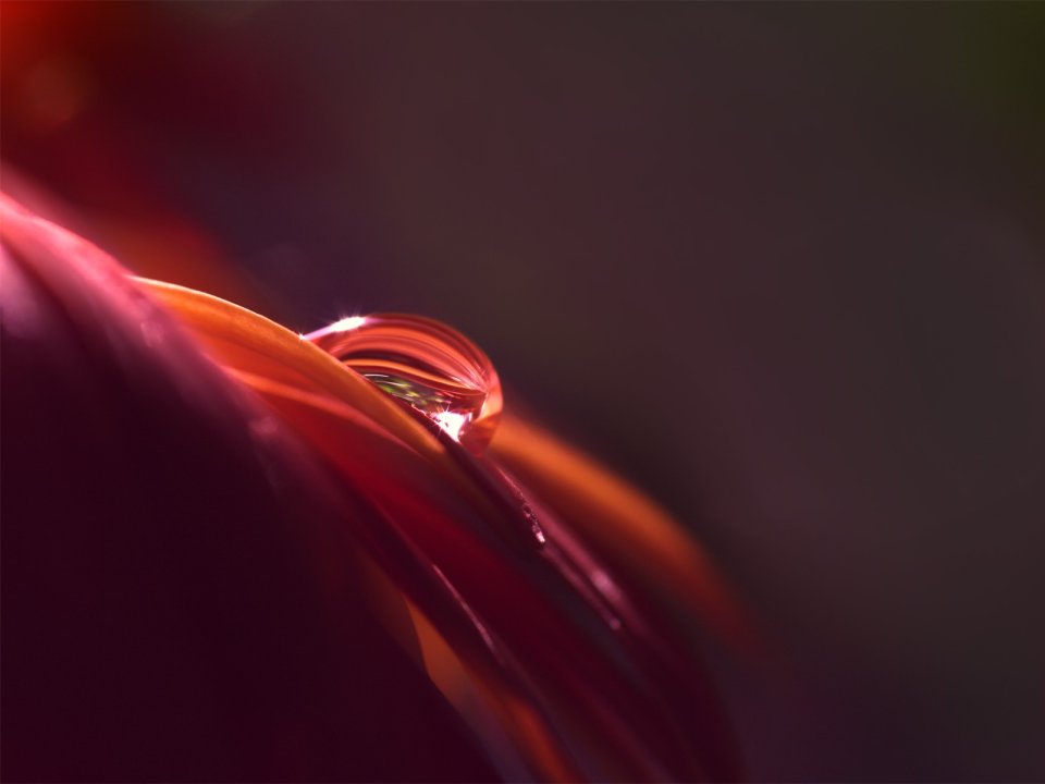 Close_up_waterdrop_on_flower_cb_wp4