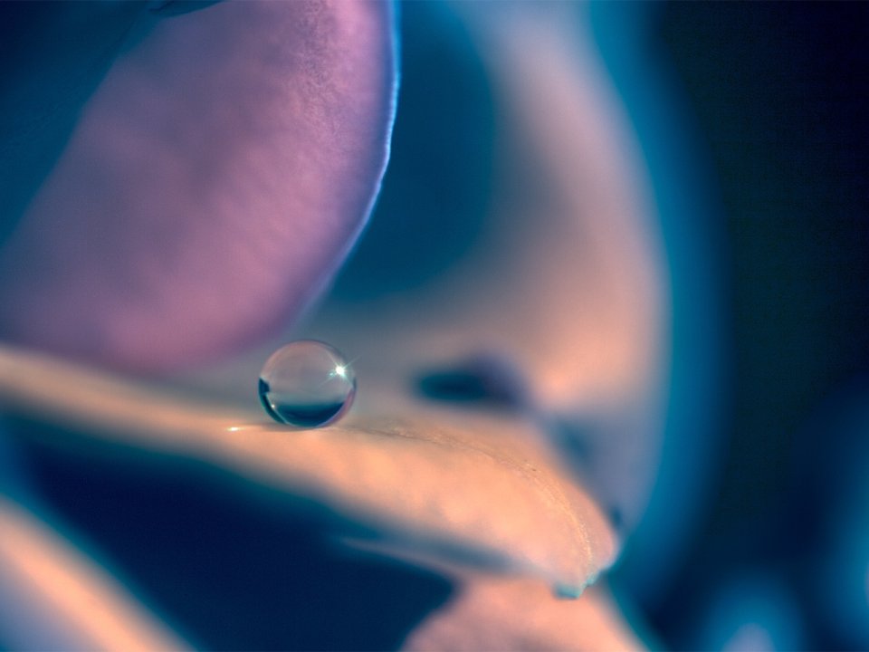 Close_up_waterdrop_on_flower_cb_wp7