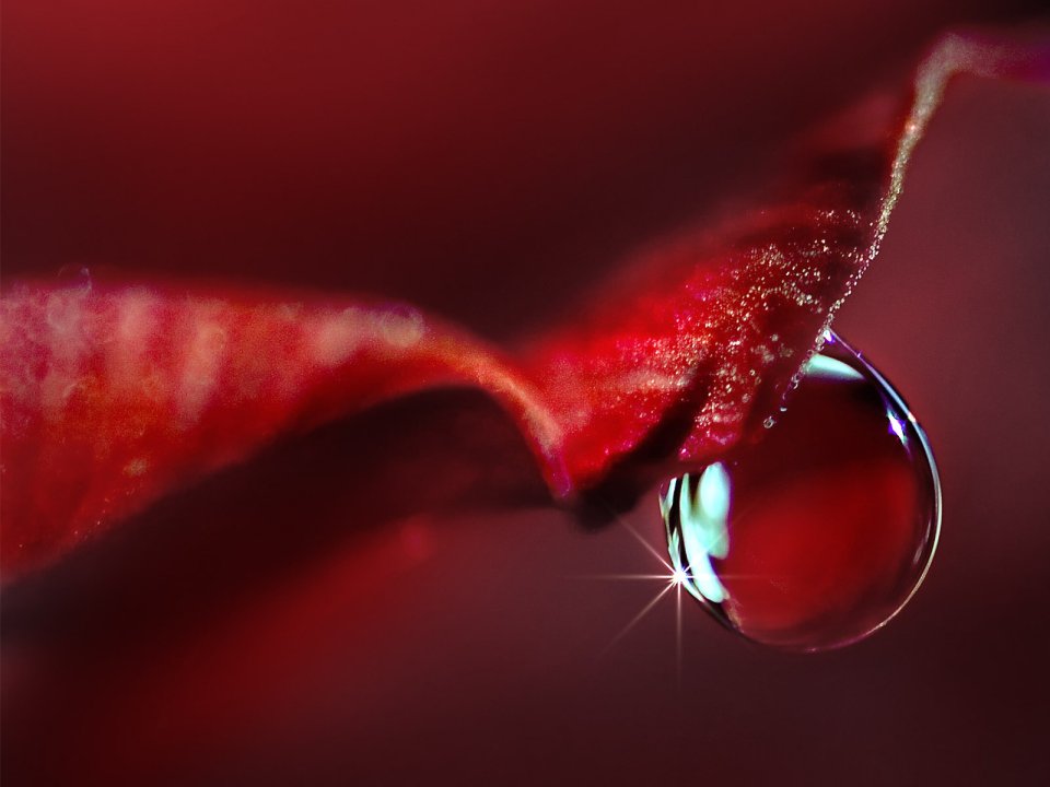 Close_up_waterdrop_on_flower_cb35