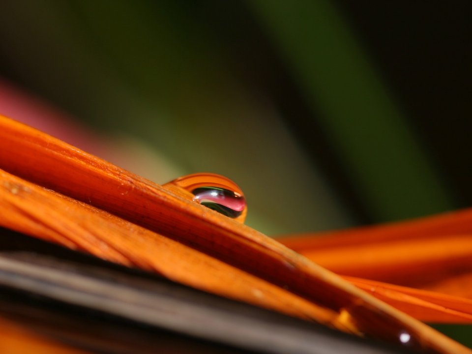 Close_up_waterdrop_on_flower_cb6