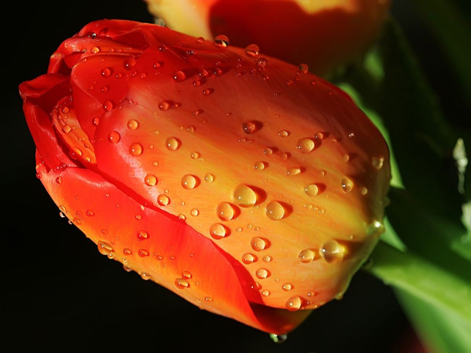 Close_up_waterdrop_on_flower_naturals_013