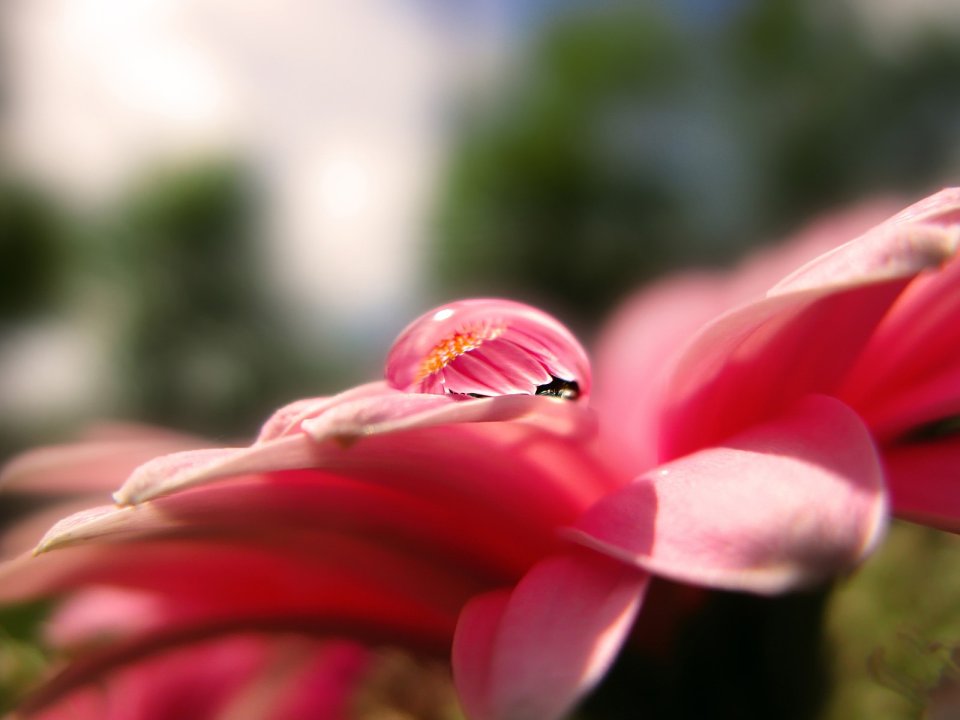 Close Up Waterdrop On Flower Naturals 014