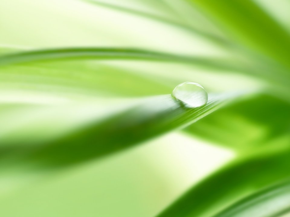 Close Up Waterdrop On Leaf Soft