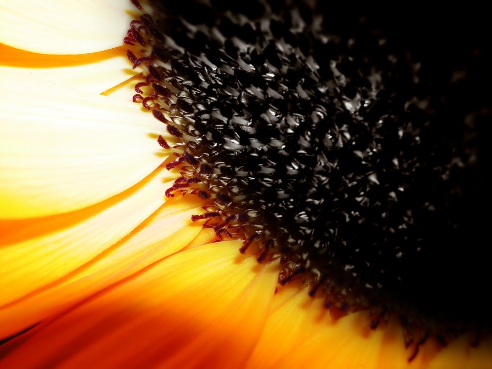 Closeup