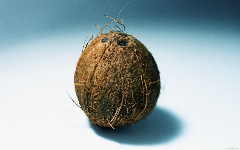 Coconut, close-up