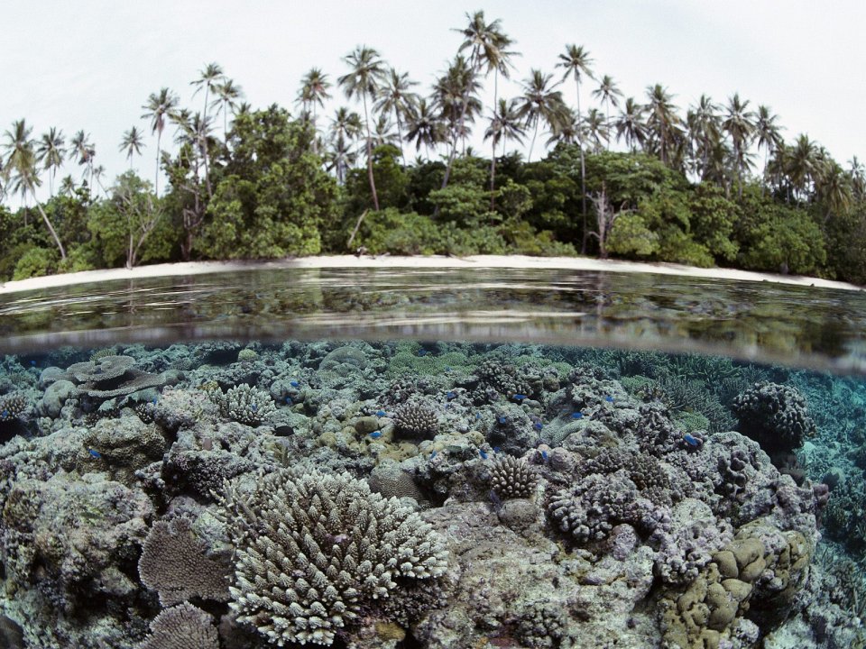 Coral_Reef_Solomon_Islands