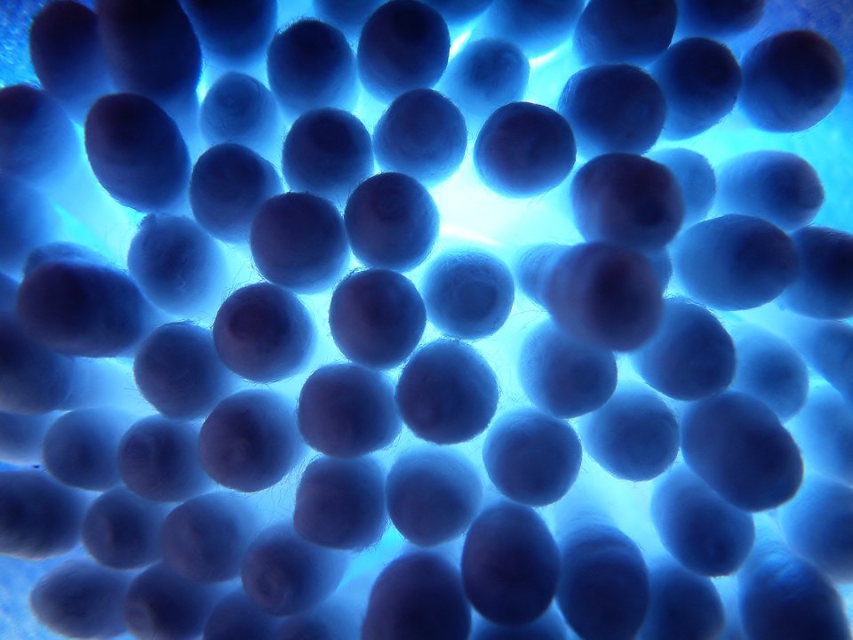 Cotton_Buds