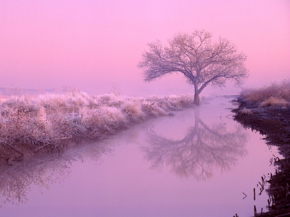 Cottonwood_at_Dawn_New_Mexico