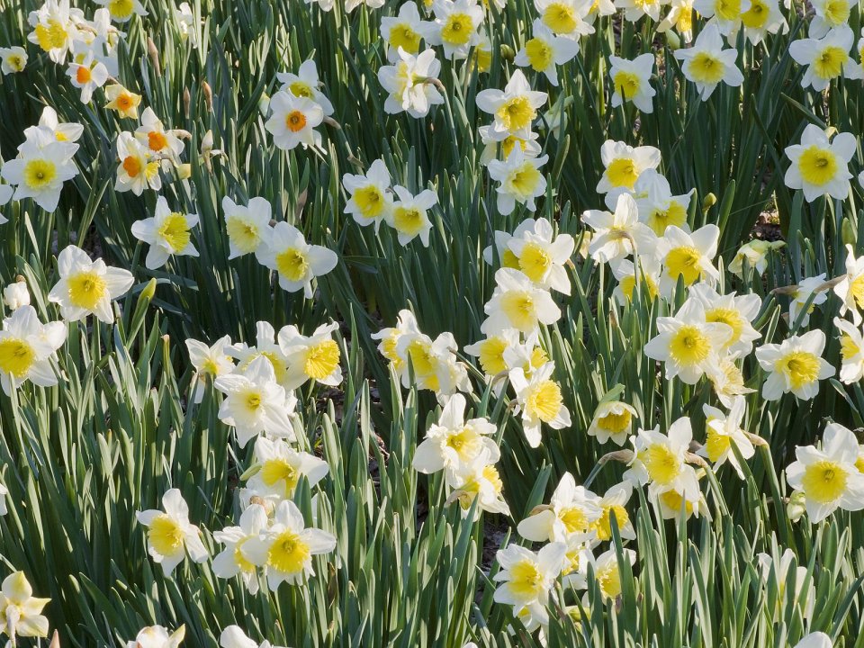 Daffodils