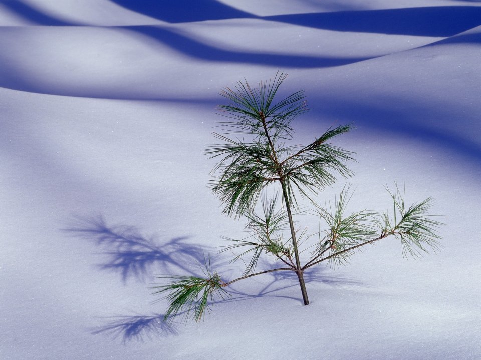雪地中的孤松与光影
