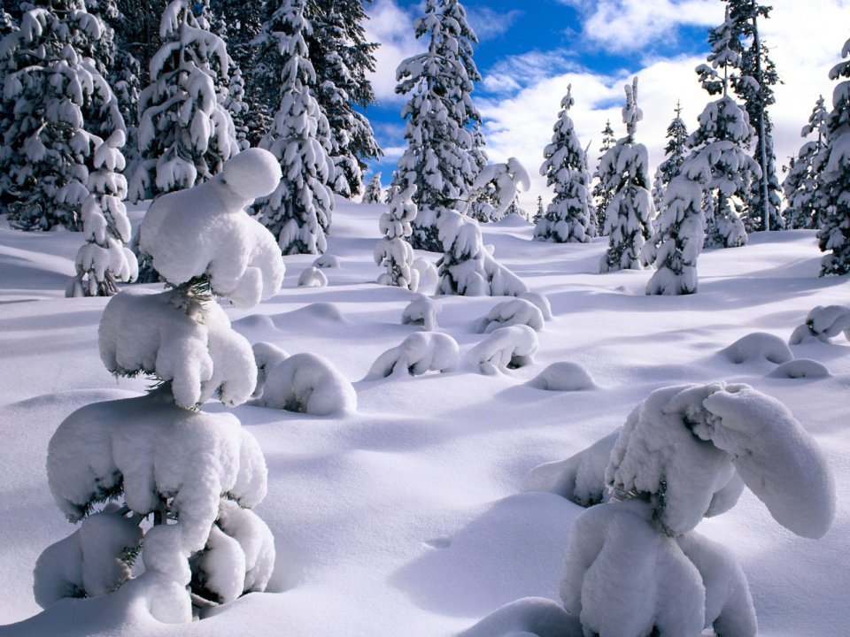 冬日梦幻雪景森林