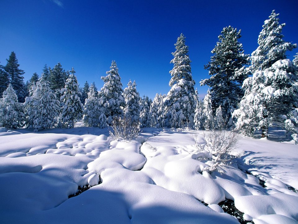 冬日雪后森林与湛蓝天空