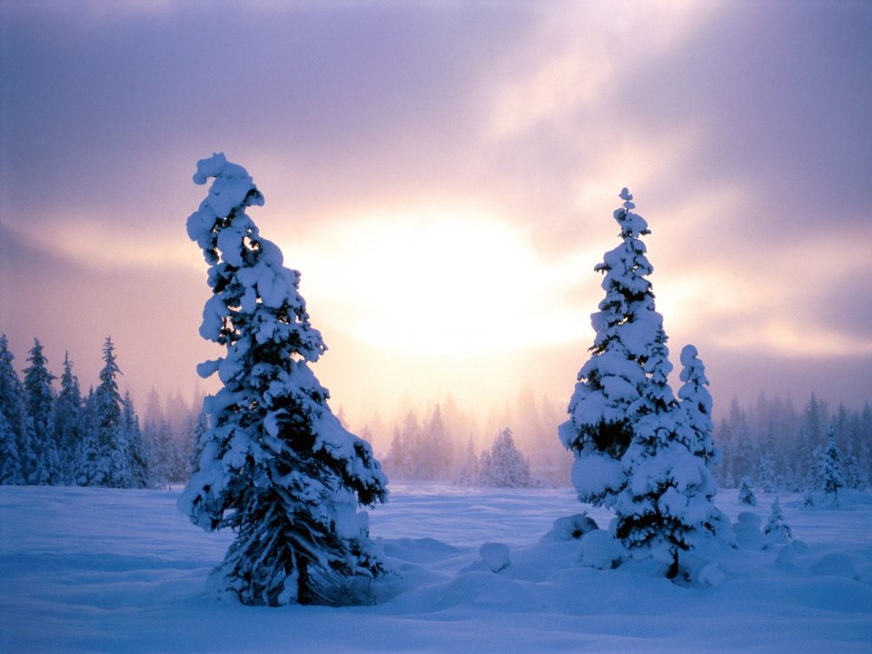 北欧冬季雪景针叶林夕阳