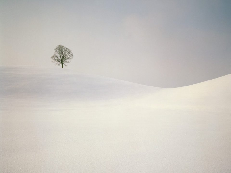 雪原孤树极简风光