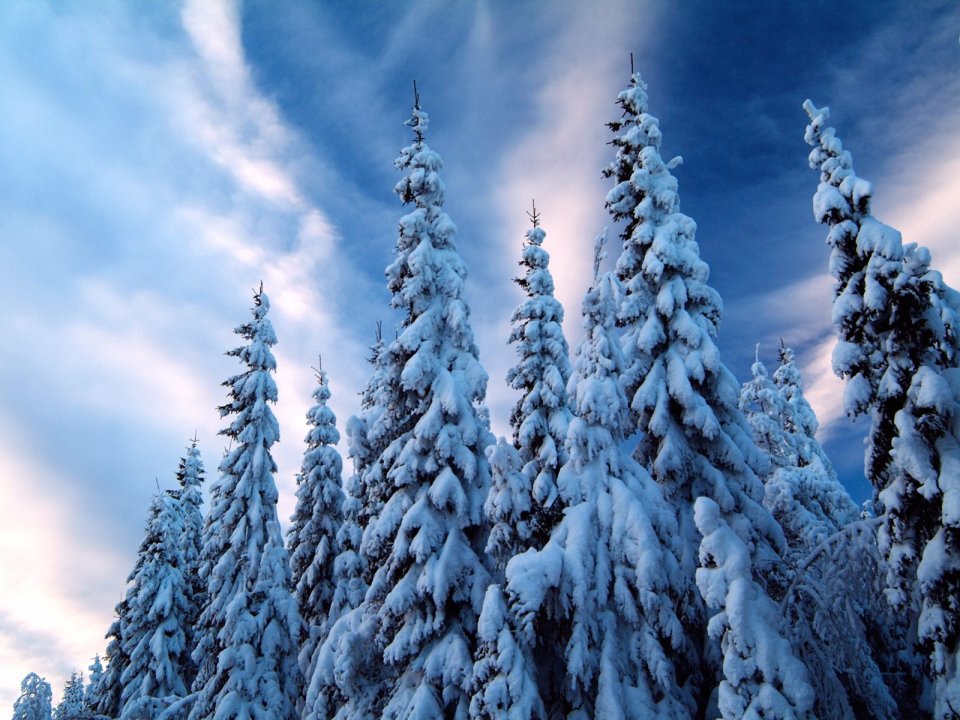 冬日雪后针叶林景观