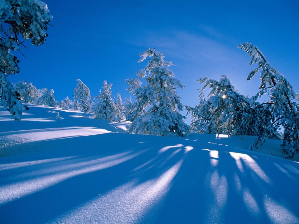 冬日梦幻雪景针叶林