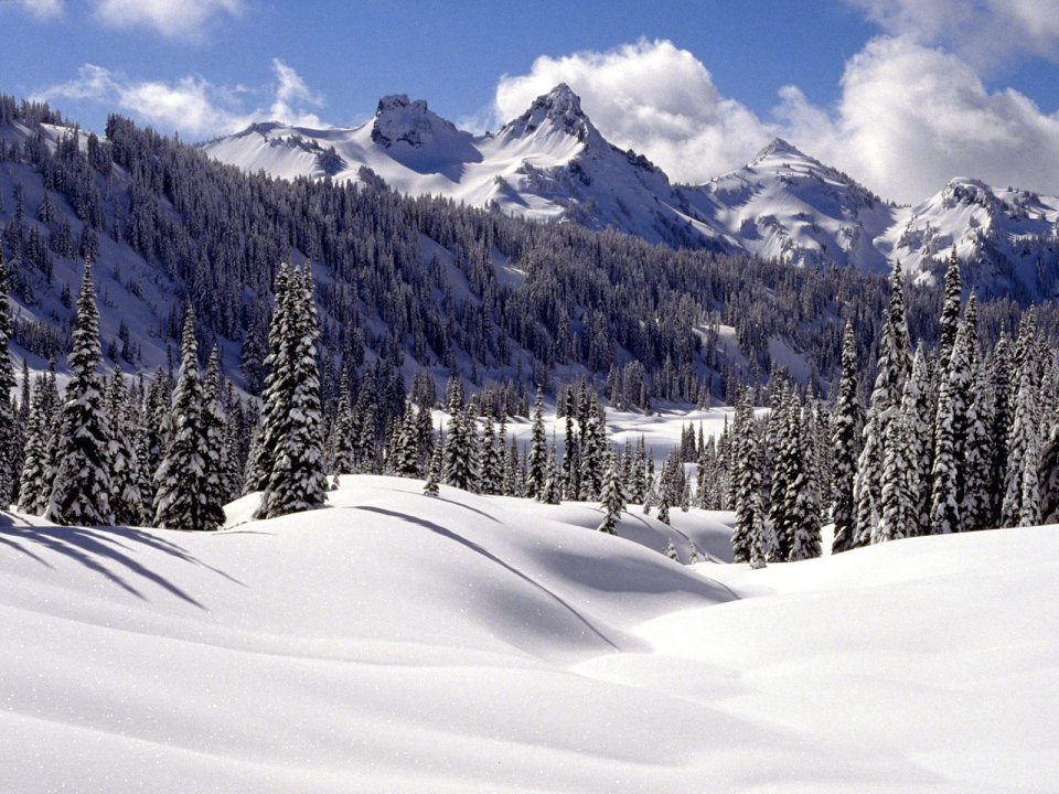 冬季雪山针叶林景观