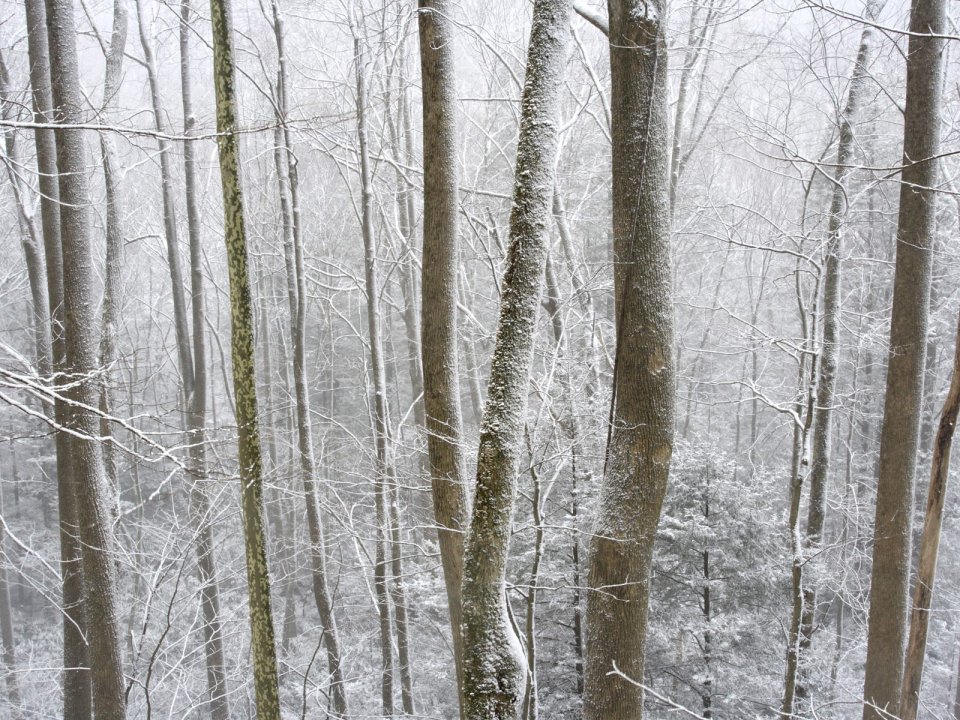 Winter Snow Covered Forest Trees