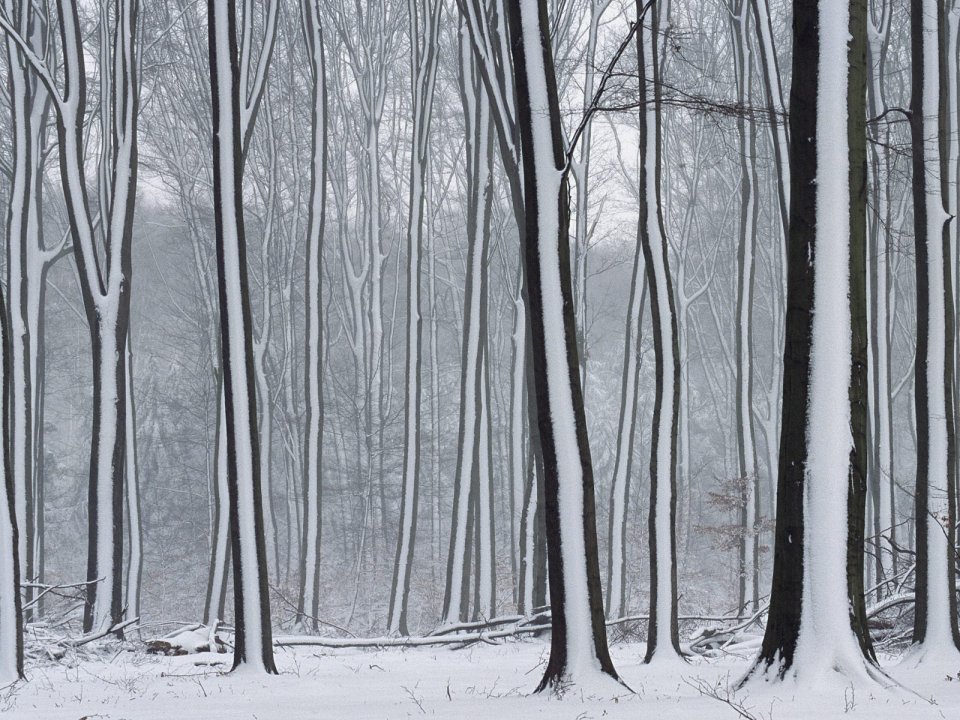 冬季雪后森林景观