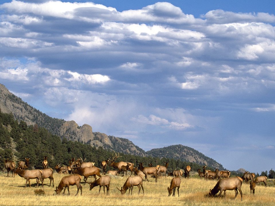 Elk_Herd_Colorado