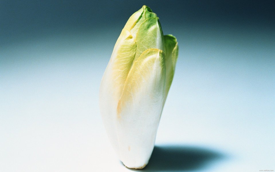 Endive, close-up